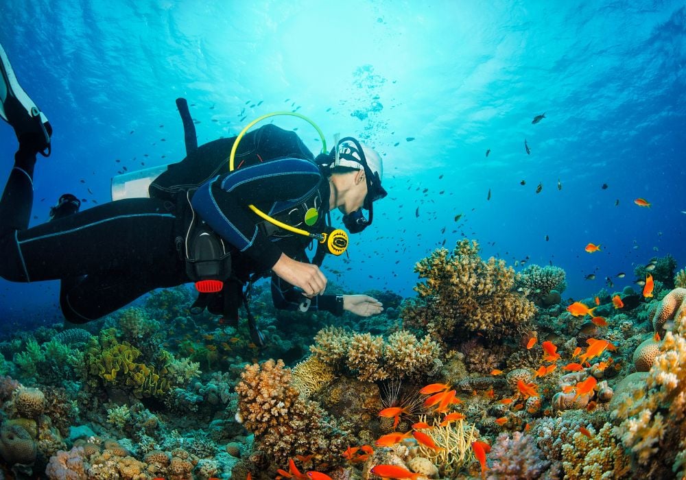 Scuba diver, corals, and fish in an underwater scene. 